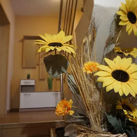 And Soca 코바리드